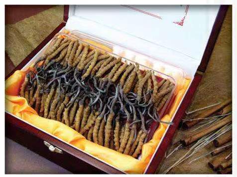 石屏冬虫夏草回收